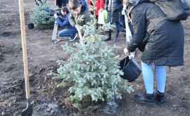 Un grup de copii au plantat 30 de brazi întrun parc din capitală