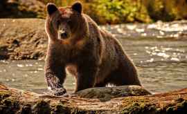 Urșii Grizzly au început să migreze din cauza schimbărilor climatice