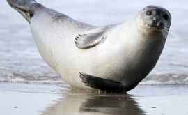 Британский дайвер показал видео с ласковым тюленем