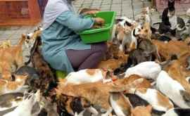 Femeia care îngrijeşte 250 de pisici fără stăpîn