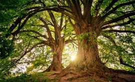 В США найдены старейшие ископаемые деревья в мире возрастом почти 400 млн лет