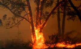 Пожары в Австралии достигли площади в 45 тыс кв км