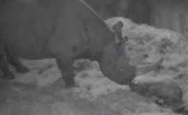 Редкий чёрный носорог родился в зоопарке США