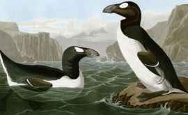 Cercetare principalul motiv pentru dispariția marelui pinguin nordic a fost omul