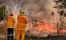 На восстановление после пожаров в Австралии выделят около 14 млрд 