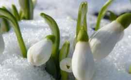 В разгар зимы взошли подснежники и тюльпаны