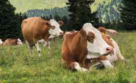Чем меньше коров тем холоднее как парниковые газы зависят от животноводства
