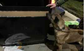 Контрабандные сигареты обнаружены на границе служебной собакой
