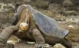 Cum a reușit o țestoasă săși salveze specia de la dispariție