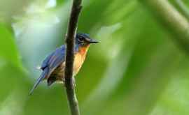 În Indonezia au fost descoperite cinci noi specii de păsări cîntătoare 