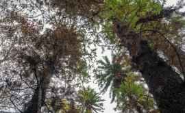 Misiune secretă în Australia pentru salvarea unor copacidinozaur