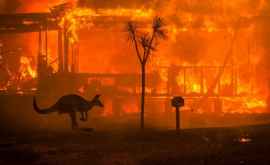 Пожары в Австралии нанесут многомиллиардные убытки туристической отрасли