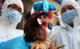 В Чехии зарегистрирован первый случай птичьего гриппа