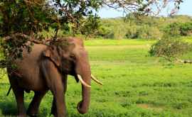 По одной из гостиниц ШриЛанки прогулялся слон ВИДЕО