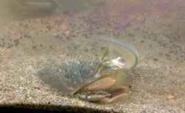 Microplasticul sa dovedit a fi mortal pentru crabii de nisip
