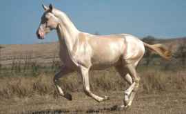 Встречайте самую редкую и красивую лошадь в мире