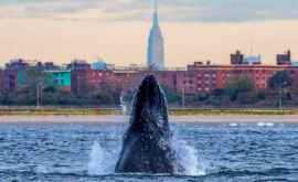 Incredibil O balenă a intrat în Veneția
