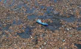 В Тихом океане может находиться 2 мусорных пятна
