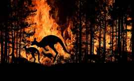 В Австралии вновь полыхают лесные пожары