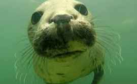 Учёные выяснили что дикие тюлени хлопают ластами для общения