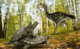 Oamenii de știință au găsit osemintele unei broaște țestoase antice care a supraviețuit dispariției în masă