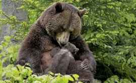 Медведица привела своего детеныша к девушке чтобы она вытащила из его лапы занозу