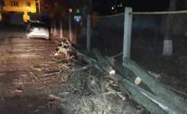 Ночные разрушения в столице Поваленные деревья и поврежденные машины ФОТО