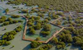В АбуДаби открыли мангровый парк