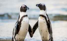 Пингвины общаются друг с другом так же как люди