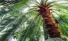 Oamenii de știință au crescut un palmier din semințe cu vîrstă de 24 mii de ani