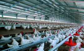 Probleme la fermele de păsări din cauza epidemiei de coronavirus din China