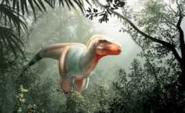 Новый вид тираннозавра назвали жнецом смерти