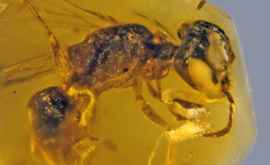 Oamenii de știință au descoperit întrun chihlimbar o albină de aproximativ 100 de milioane de ani