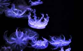 Необычные медузы научились жалить без прикосновения