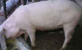 Pesta porcină la Hîncești 21 de porci uciși