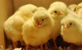 Из за теплой зимы первые цыплята появятся на рынке раньше срока