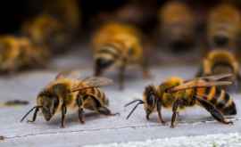 Биологи создали словарь пчёл