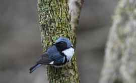Migrația de primăvară a păsărilor începe tot mai devreme din cauza schimbărilor climatice