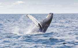 Studiu balenele migrează spre tropice pentru ași lăsa pielea