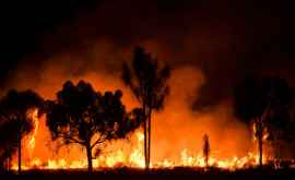 Incendiile de vegetație au distrus peste 20 la sută din pădurile Australiei
