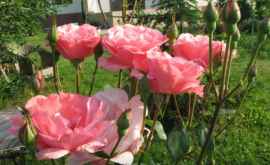 Cum tăiem trandafirii primăvara ca să avem grădini parfumate vara