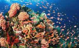 Коралловые рифы могут исчезнуть в ближайшие десятилетия