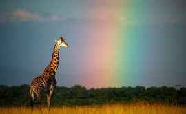 Фотосессия жирафа на фоне радуги