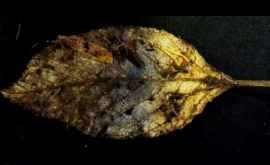 În Anglia a fost găsită o frunză de ulm care a căzut din copac cu 6000 de ani în urmă