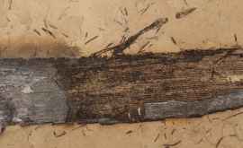 Oamenii de știință au găsit o rășină de lemn pietrificată de 110 milioane de ani