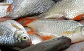 Moldova a devenit cel mai mare consumator de pește din Ucraina