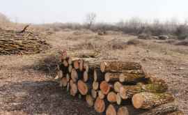 Директор Moldsilva рассказал о том что предпринимает для обновления лесного фонда