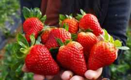 В Молдове производители ягод привлекут к уборке урожая иностранцев 