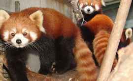 Oamenii de știință au descoperit un nou tip de urși panda roșii