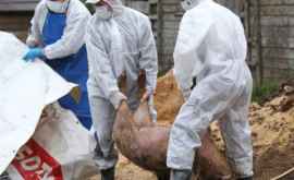 Беларусь продлила ограничения на ввоз свинины из Молдовы изза африканской чумы свиней